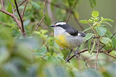 Bananaquit